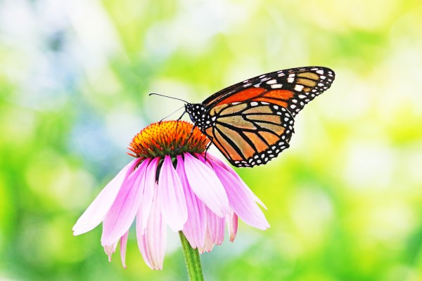 Sunny Days Monarch by Deb Oppermann
